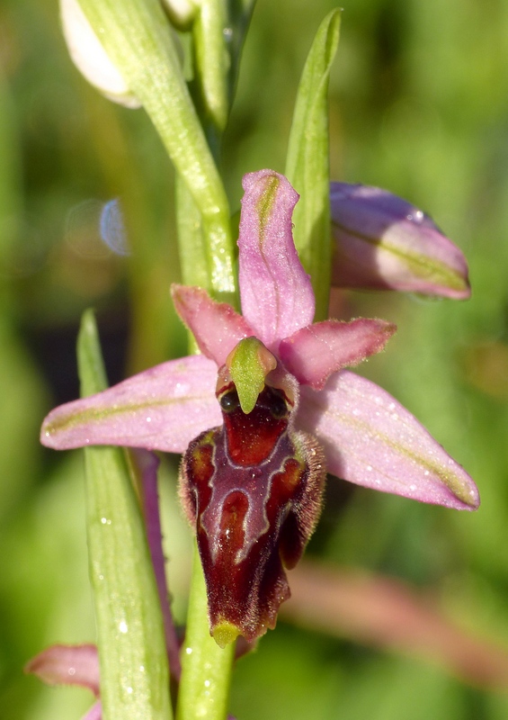 Ophrys sul litorale romano  marzo 2020